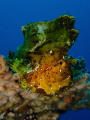 How is this Yellow leaf fish not falling off the coral?
