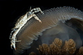 A rare symbiosis. Crab was inside the gills then came out and gave this pose. A rare symbiosis. Crab was inside the gills then came out and gave this pose.