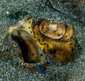 Eye in the Sand Eye in the Sand
