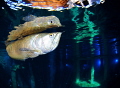 Arowana @ Todi indoor dive center Arowana @ Todi indoor dive center