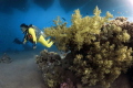 Yellow diver in the Red Sea. Yellow diver in the Red Sea.