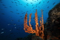 Sponge axinella and fishes Bodrum / Turkey 2018 Sponge axinella and fishes Bodrum / Turkey 2018