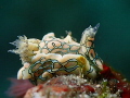 Sagaminopteron psychedelicum sea slug