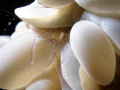Shrimp on Bubble Coral (Pontoniinae)