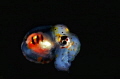 Infant octopus Infant octopus