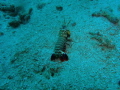 Mantis Shrimp on homeway