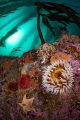 Underneath the Kelp