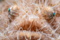 Hairy Frogfish Portrait
