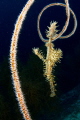 Spikes all around - I saw this ornate ghost pipefish floating near a rope coral and waited until it drifted in front of the coral.
