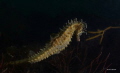 Hippocampus guttulatus, seahorse, Plougastel, France