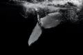 FLUKE
Every whale has unique markings on its fluke.
Shot taken in Vava'u Tonga with the Olympus OMD EM1Markii & 12mm lens