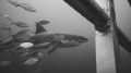 Imax - legendary great white shark of the Neptune Islands