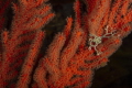 A star was borne
A juvenile basket star on a palmate sea fan A star was borne
A juvenile basket star on a palmate sea fan
