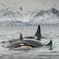 Orca pod Spildra Norway Orca pod Spildra Norway