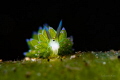 Leaf sheep Nudibranch Costasiella sp. Leaf sheep Nudibranch Costasiella sp.