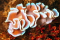 Waves of beauty
Frilled Nudibranch unique to the Cape Peninsula South Africa Waves of beauty
Frilled Nudibranch unique to the Cape Peninsula South Africa