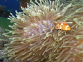 Hidden Clownfissh Hidden Clownfissh