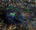 Pygmy Bobtail Squid Pygmy Bobtail Squid