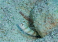 Really tiny goby... Really tiny goby...