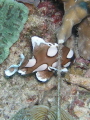 Harlekinfish Harlekinfish