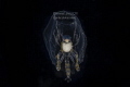 Phronima in salp with Eggs Phronima in salp with Eggs