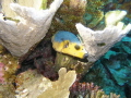 Blackspotted Puffer Arothron nigropunctatus Arothron citrinellus yellow variety swimming in coral tongoreef Blackspotted Puffer Arothron nigropunctatus Arothron citrinellus yellow variety swimming in coral tongoreef
