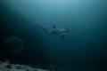 Pelagic Thresher Shark Pelagic Thresher Shark
