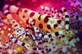 Title Snuggle together
Date Taken 30 11 2018
Location Anilao Philippines
Camera Canon 5D Mark 4
Housing Sea Sea
Lens Canon 100mm Marco F/2.8L
Strobe 2 Sea Sea Ysd1
Diopter Naticam SMC
Setting F/20 1/200 ISO 160
RETRA LSD
Div... Title Snuggle together
Date Taken 30 11 2018
Location Anilao Philippines
Camera Canon 5D Mark 4
Housing Sea Sea
Lens Canon 100mm Marco F/2.8L
Strobe 2 Sea Sea Ysd1
Diopter Naticam SMC
Setting F/20 1/200 ISO 160
RETRA LSD
Div...
