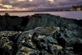 Evening on galapagos island Isabela sleeping marine iguana Amblyrhynchus cristatus taken with looong time Evening on galapagos island Isabela sleeping marine iguana Amblyrhynchus cristatus taken with looong time