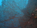 Structure of a fan coral Structure of a fan coral