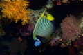Another fav. fish the Emperor Angelfish. Osprey reef Aus. Nikon D 70 20mm lens 2x Sea sea ys120 strobes. Another fav. fish the Emperor Angelfish. Osprey reef Aus. Nikon D 70 20mm lens 2x Sea sea ys120 strobes.