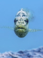 Not one of my best photos but an unusual dive site Not one of my best photos but an unusual dive site