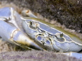 Freshwater crab in Lake Malawi. Freshwater crab in Lake Malawi.
