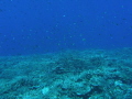 Over the reef Over the reef