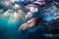 SeaLion at Sunset SeaLion at Sunset