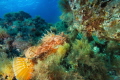 Mediterranean Scorpionfish portrait Mediterranean Scorpionfish portrait