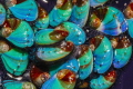The beautiful colors of juvenile abalone in an abalone nursery The beautiful colors of juvenile abalone in an abalone nursery