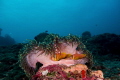 Anemone Anemone