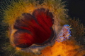 Fast Food.
Gas flame nudibranch feeds at the opening of a squirt Fast Food.
Gas flame nudibranch feeds at the opening of a squirt