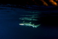 Nurse shark in the sunset
Fish eye with Super dome
Nikon D800E Nurse shark in the sunset
Fish eye with Super dome
Nikon D800E