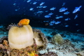 Clown fish and trigger fish
Maldives .
Nikon D800E macro wide two strobo Clown fish and trigger fish
Maldives .
Nikon D800E macro wide two strobo