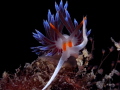 Cratena peregrina Cratena peregrina
