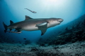 Lemon sharks from Moorea Lemon sharks from Moorea