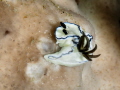 Nuidbranch Nuidbranch