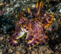 Flamboyant Cuttlefish Flamboyant Cuttlefish