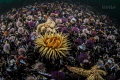 planet OCEAN ... false bay in South Africa plenty of life in all colours planet OCEAN ... false bay in South Africa plenty of life in all colours