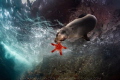 Sea Lion Chew Toys Sea Lion Chew Toys