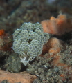 A bubbly nudibranch A bubbly nudibranch
