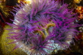 Sandy sea anemone at Star walls dive site Sandy sea anemone at Star walls dive site