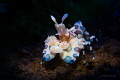 Harlequin Shrimp Harlequin Shrimp